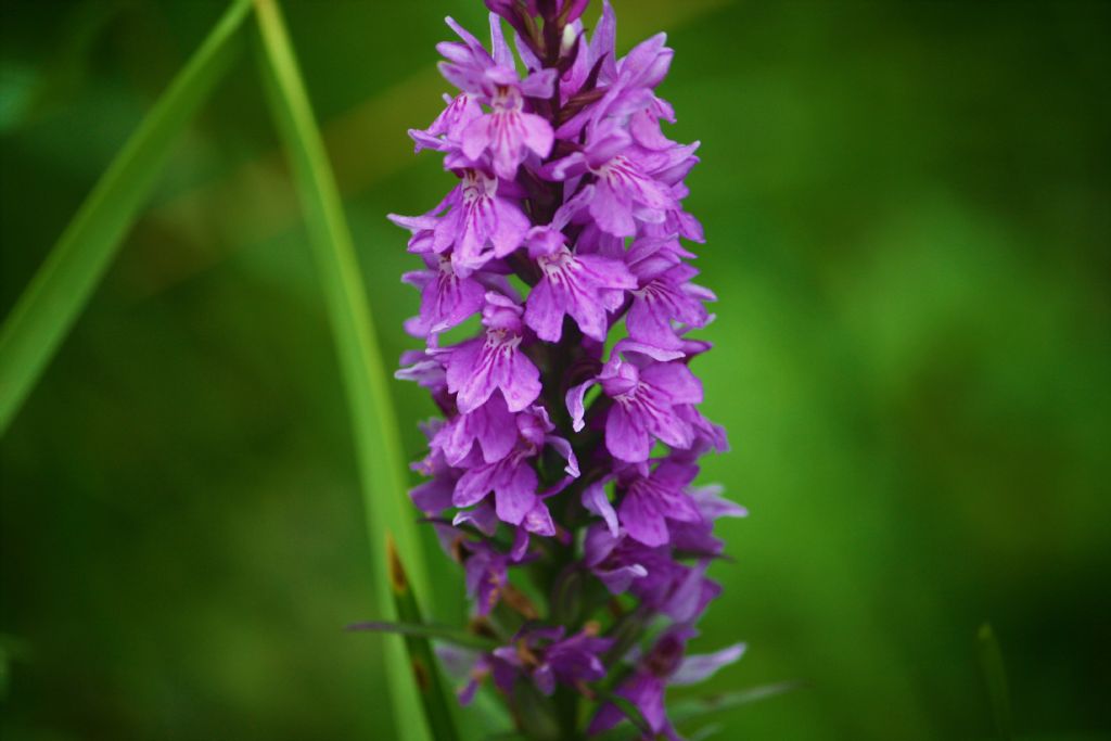 orchidee-Colle del Nivolet